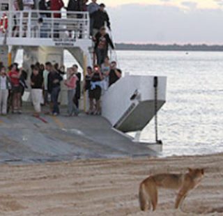 dingo and ferry